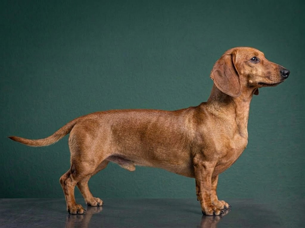 Dachshund: The Complete Breed Guide.