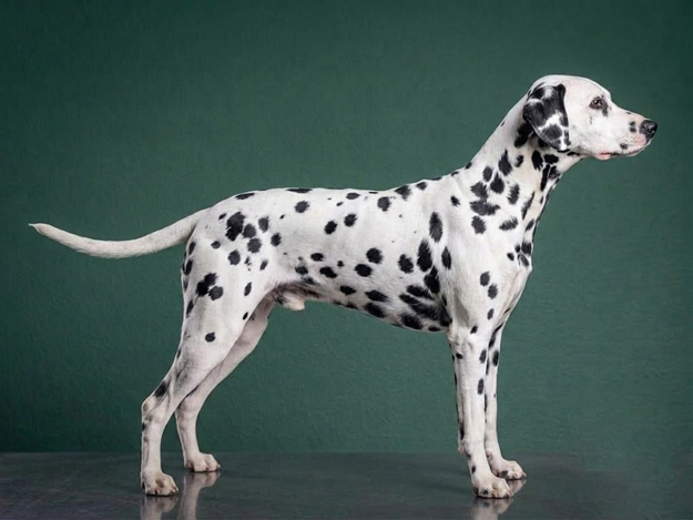 Dalmatian: The Complete Breed Guide.