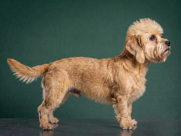 Dandie Dinmont Terrier: The Complete Breed Guide.
