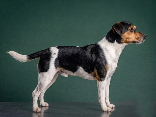Danish-Swedish Farmdog: The Complete Breed Guide.