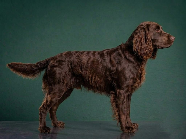 Deutscher Wachtelhund: The Complete Breed Guide.