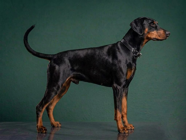 Doberman Pinscher: The Complete Breed Guide.