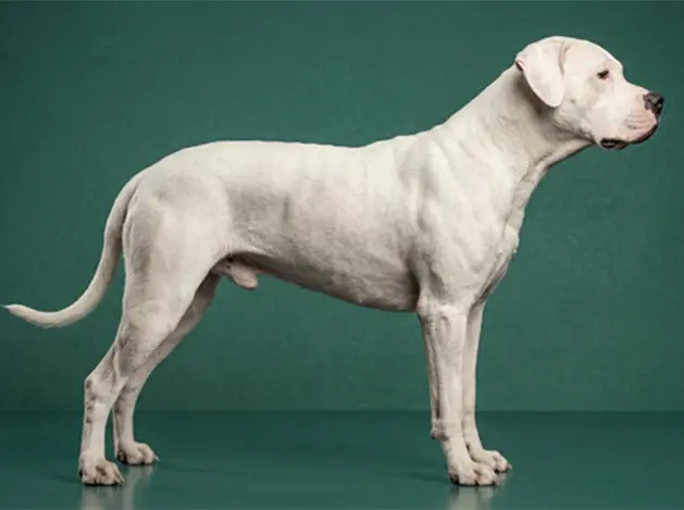 Dogo Argentino: The Complete Breed Guide.