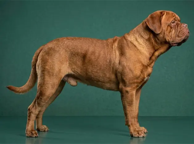 Dogue de Bordeaux: The Complete Breed Guide.