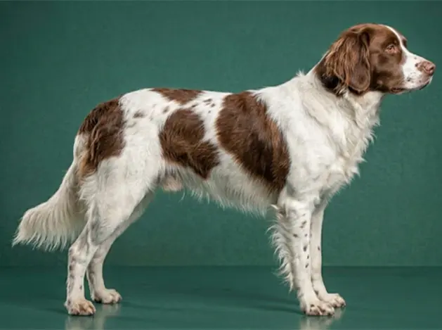 Drentsche Patrijshond: The Complete Breed Guide.