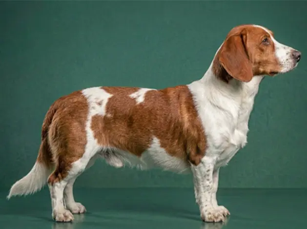 Drever: The Complete Breed Guide.