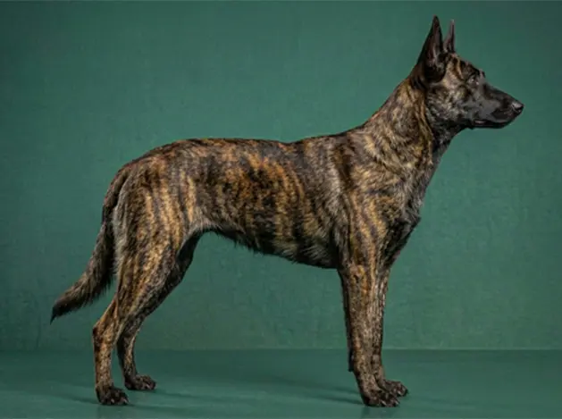 Dutch Shepherd: The Complete Breed Guide.