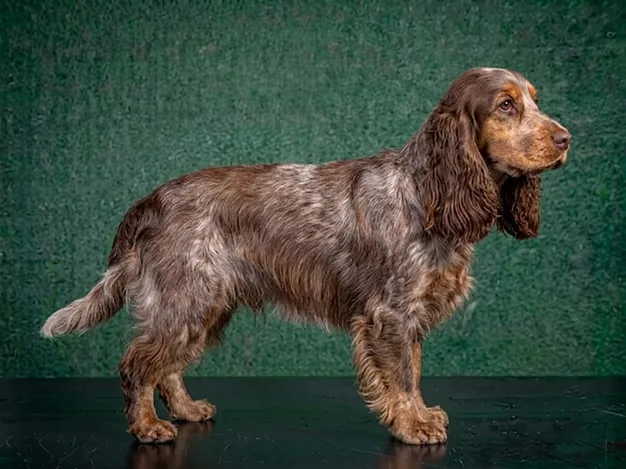 English Cocker Spaniel: The Complete Breed Guide.