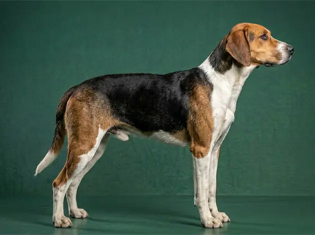 English Foxhound: The Complete Breed Guide.