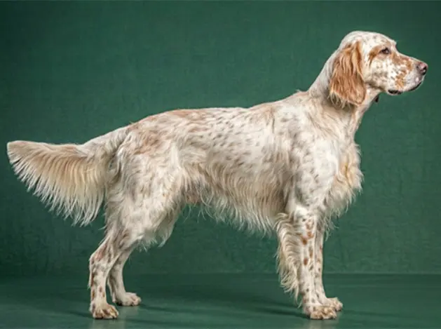 English Setter: The Complete Breed Guide.
