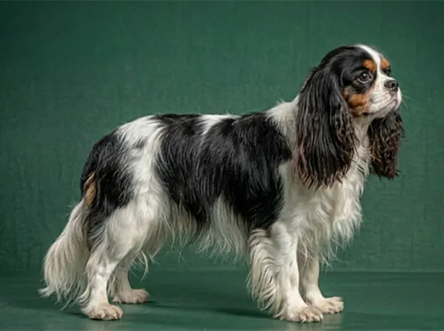 English Toy Spaniel: The Complete Breed Guide.