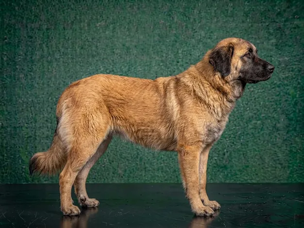 Estrela Mountain Dog: The Complete Breed Guide.