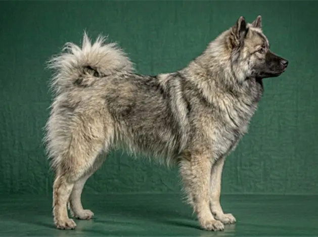 Eurasier: The Complete Breed Guide.