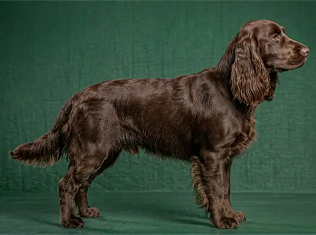Field Spaniel: The Complete Breed Guide.