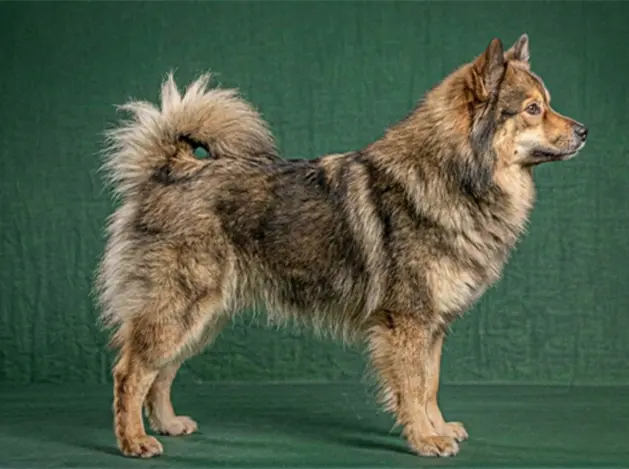 Finnish Lapphund: The Complete Breed Guide.