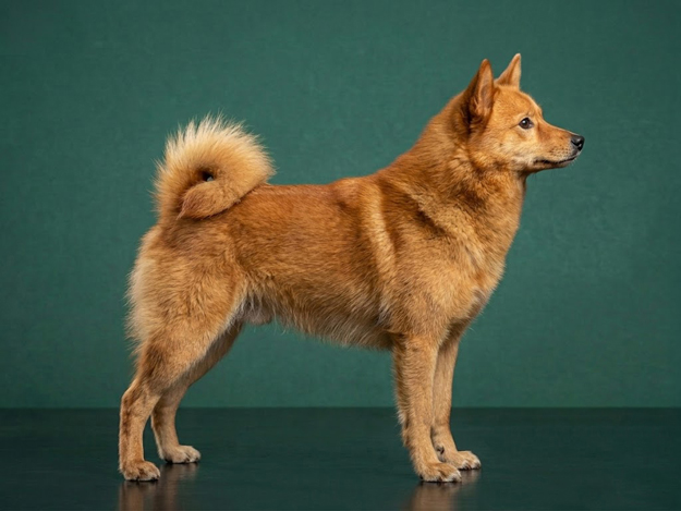 Finnish Spitz: The Complete Breed Guide.