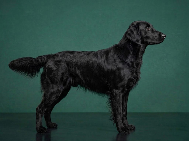 Flat-Coated Retriever: The Complete Breed Guide.