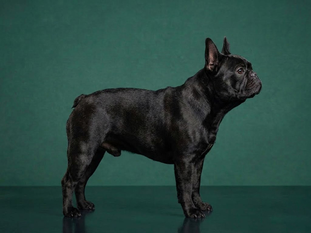 French Bulldog: The Complete Breed Guide.