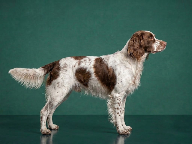 French Spaniel: The Complete Breed Guide.