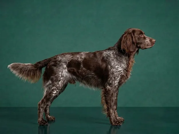 German Longhaired Pointer: The Complete Breed Guide.