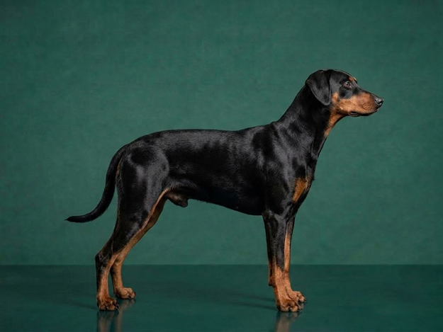 German Pinscher: The Complete Breed Guide.