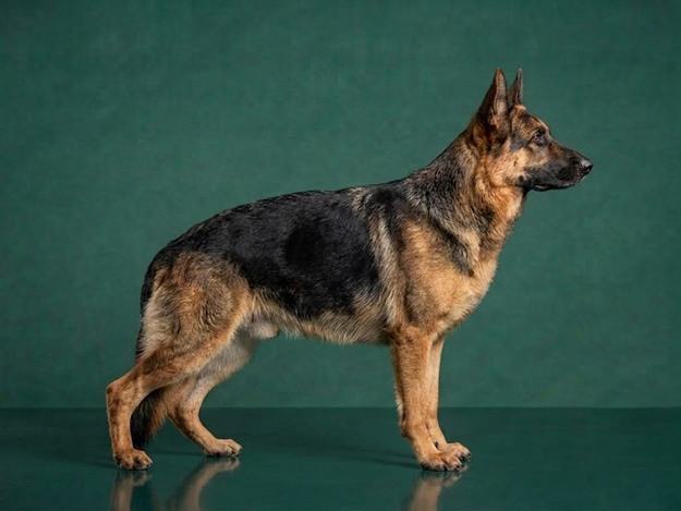 German Shepherd : The Complete Breed Guide.