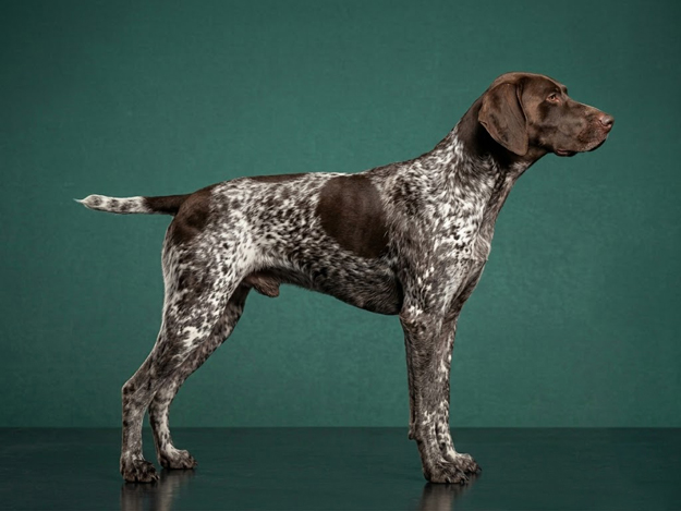 German Shorthaired Pointer: The Complete Breed Guide.