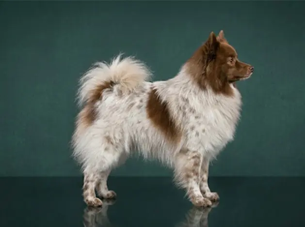 German Spitz: The Complete Breed Guide.