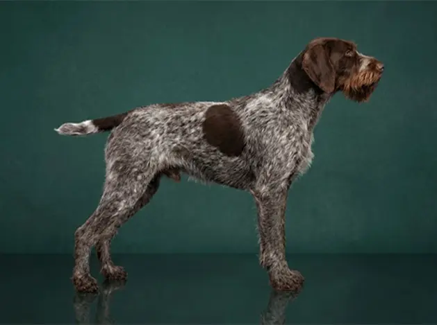 German Wirehaired Pointer: The Complete Breed Guide.