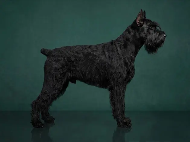 Giant Schnauzer: The Complete Breed Guide.