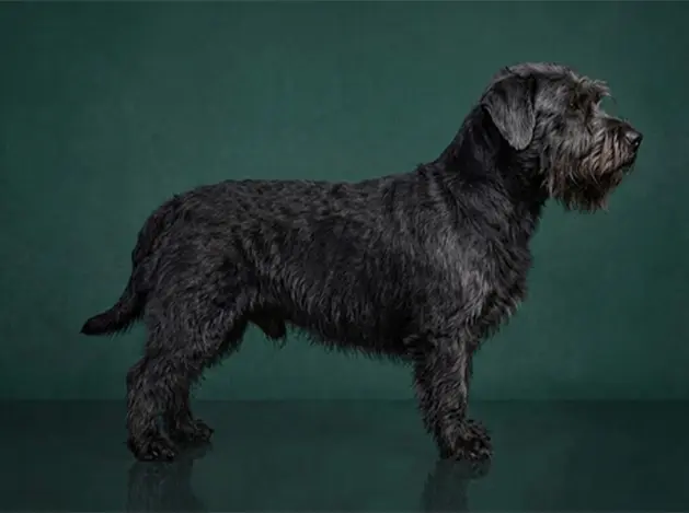 Glen of Imaal Terrier: The Complete Breed Guide.