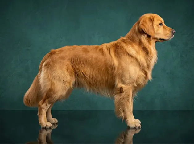 Golden Retriever: The Complete Breed Guide.