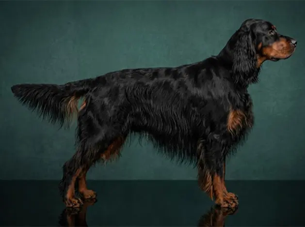 Gordon Setter: The Complete Breed Guide.