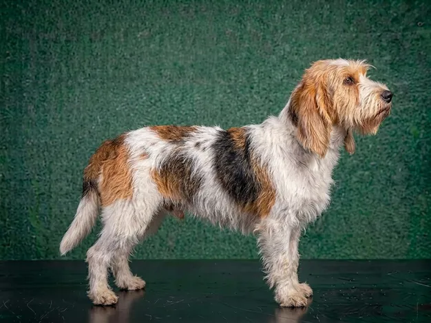 Grand Basset Griffon Vendeen: The Complete Breed Guide.