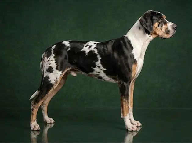 Great Dane: The Complete Breed Guide.