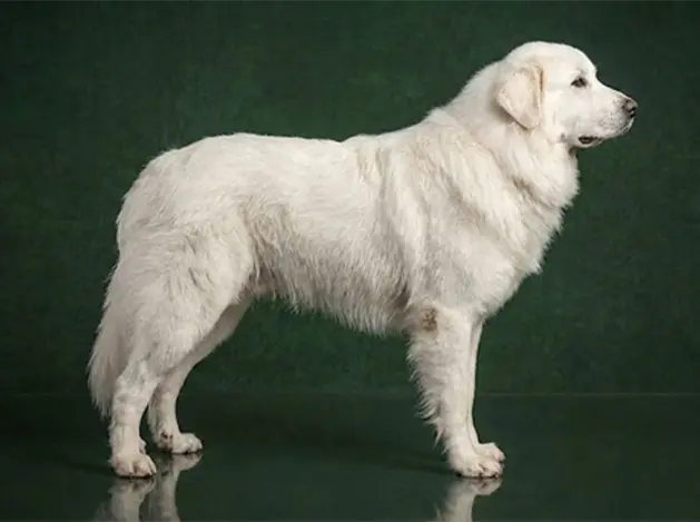 Great Pyrenees: The Complete Breed Guide.