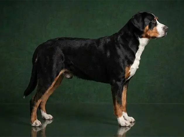 Greater Swiss Mountain Dog: The Complete Breed Guide.