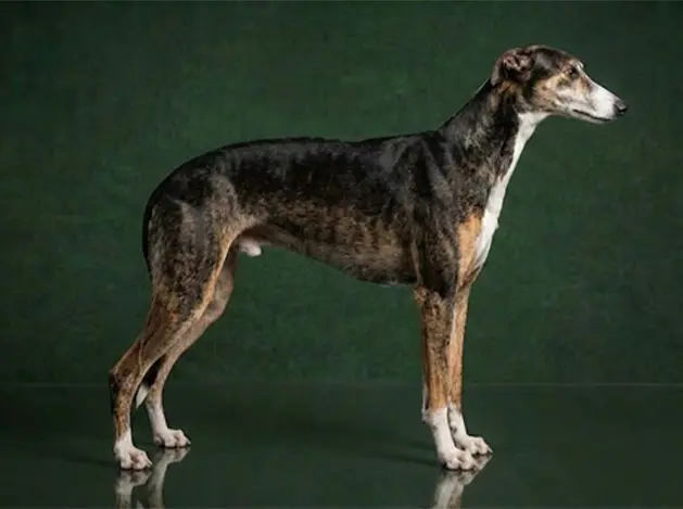 Greyhound: The Complete Breed Guide.