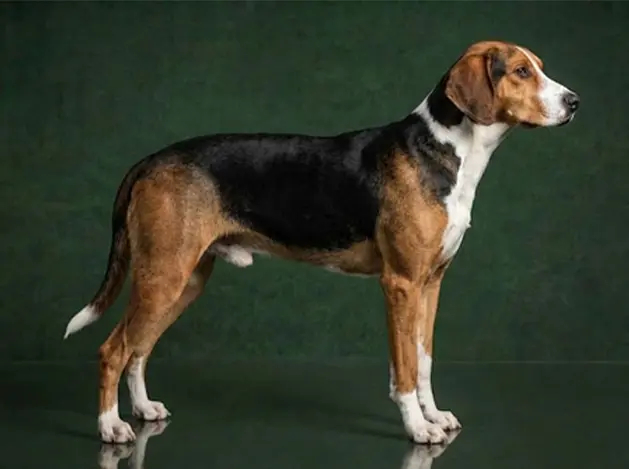 Hamiltonstovare: The Complete Breed Guide.