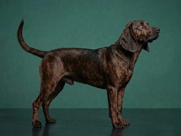 Hanoverian Scenthound: The Complete Breed Guide.