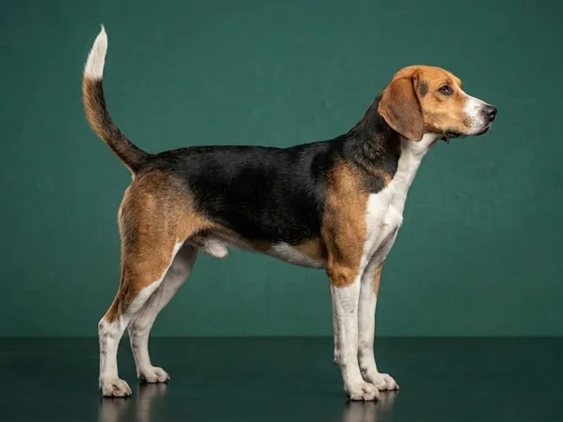 Harrier: The Complete Breed Guide.