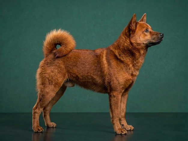 Hokkaido: The Complete Breed Guide.