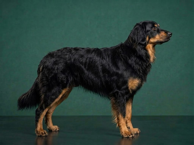 Hovawart: The Complete Breed Guide.