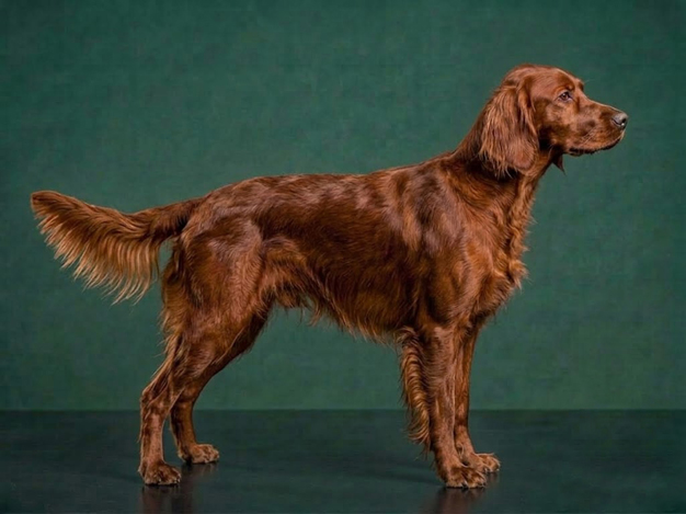 Irish Setter: The Complete Breed Guide.