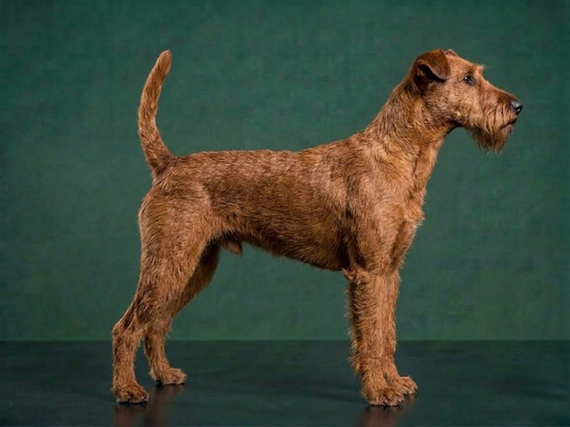 Irish Terrier: The Complete Breed Guide.
