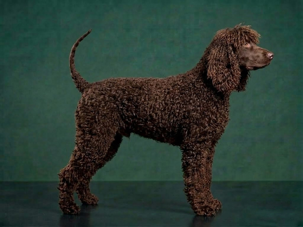 Irish Water Spaniel: The Complete Breed Guide.