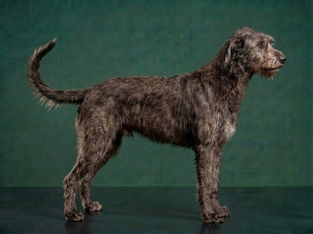 Irish Wolfhound: The Complete Breed Guide.