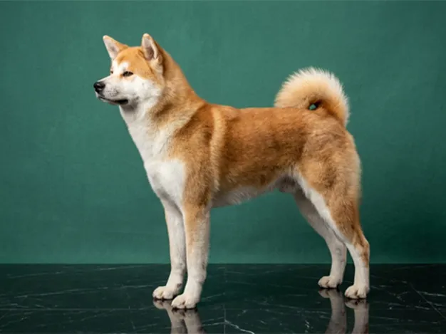 Japanese Akitainu