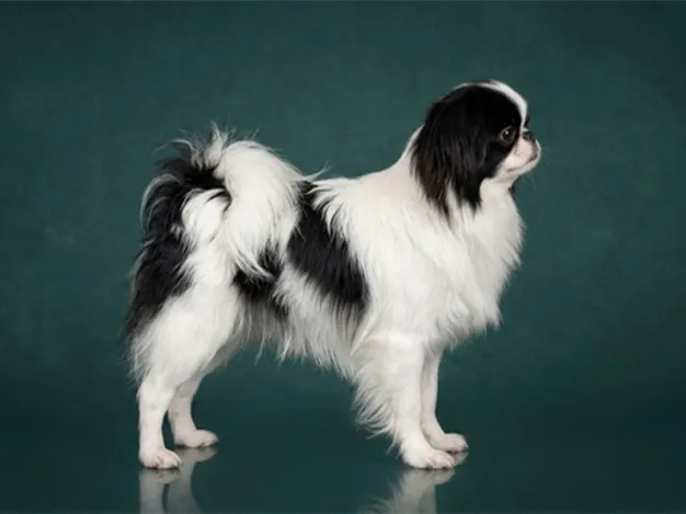 Japanese Chin: The Complete Breed Guide.