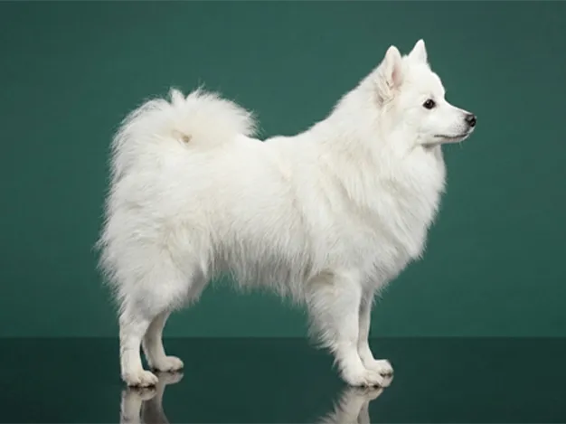 Japanese Spitz: The Complete Breed Guide.